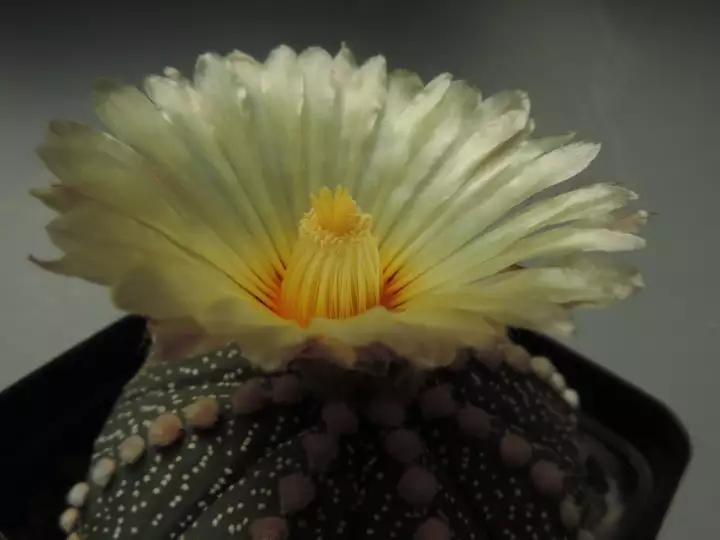 Scaled image unnamed_007.webp 