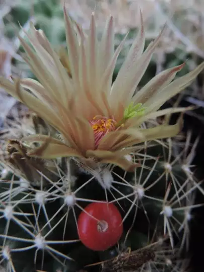 Scaled image unnamed_027.webp 