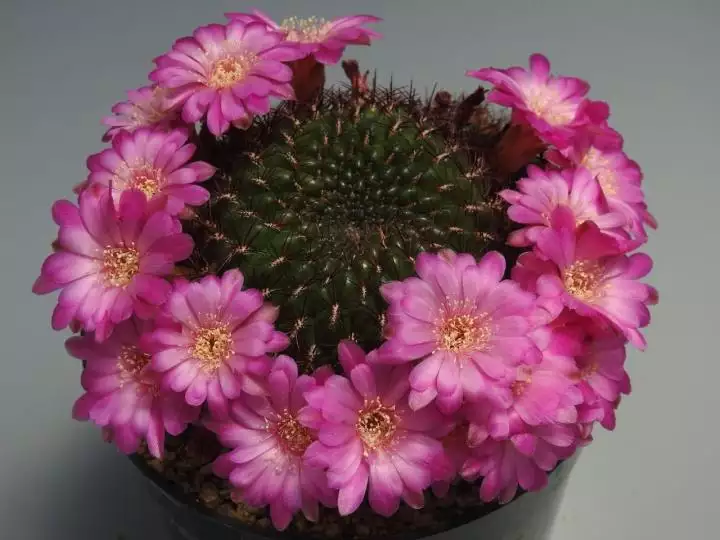 Scaled image unnamed_010.webp 