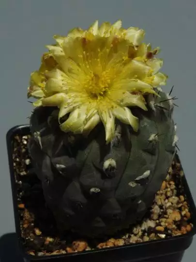 Scaled image unnamed_024.webp 