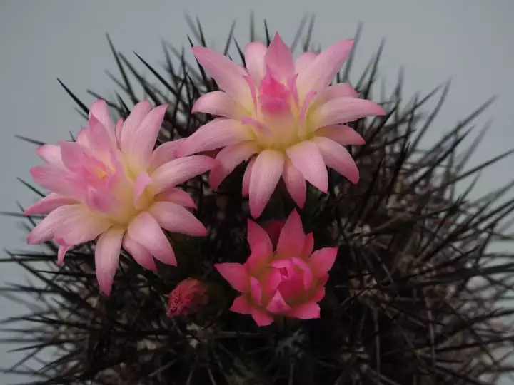 Scaled image unnamed18.webp 