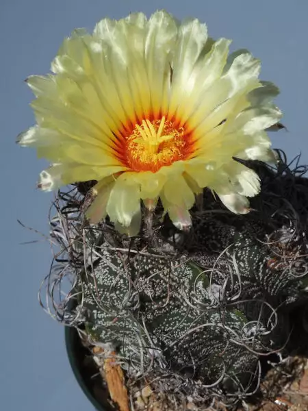 Scaled image unnamed03.webp 