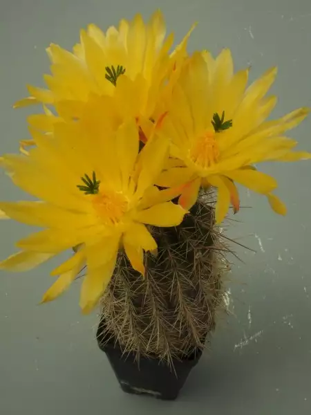 Scaled image un20.webp 