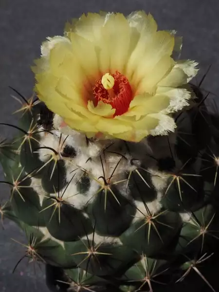 Scaled image p17.webp 