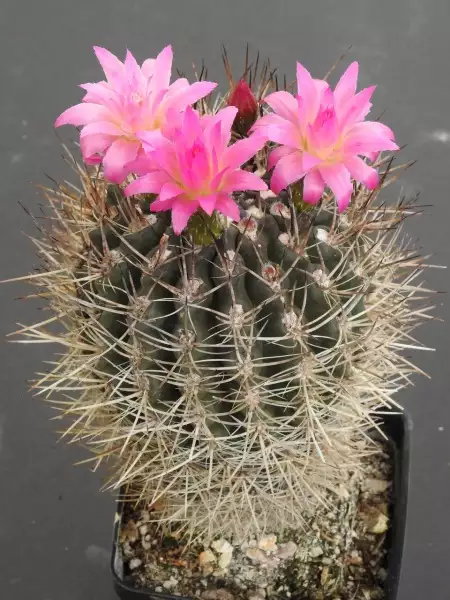 Scaled image p04.webp 