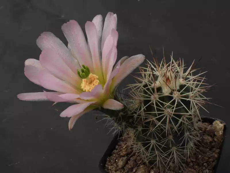 Scaled image p13.webp 