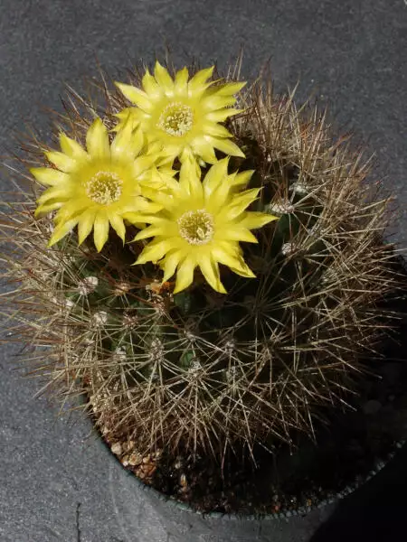 Scaled image 63.webp 