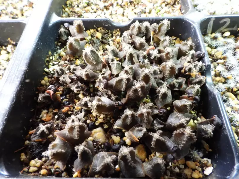 Scaled image p22.webp 