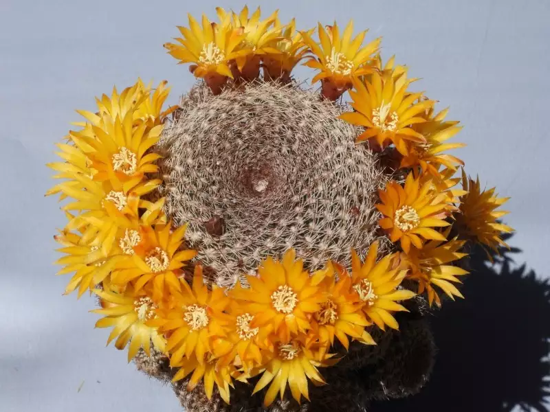 Scaled image p02.webp 