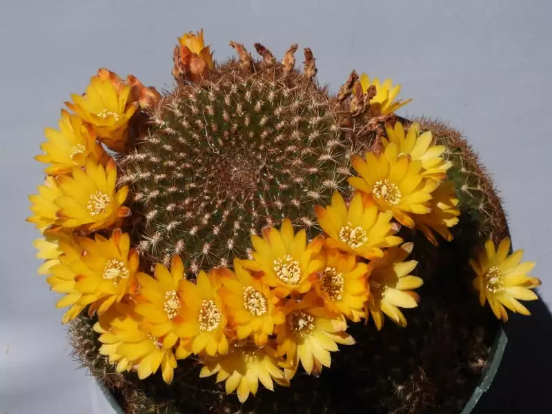 Scaled image p03.webp 