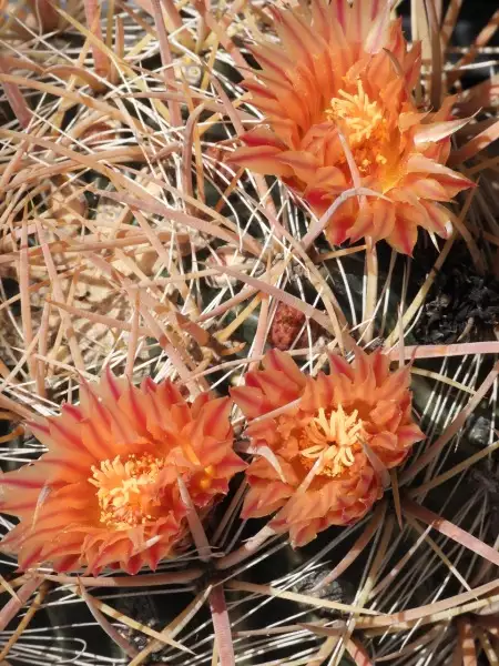 Scaled image p05.webp 