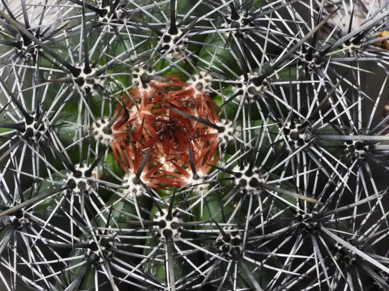 Scaled image p07.webp 