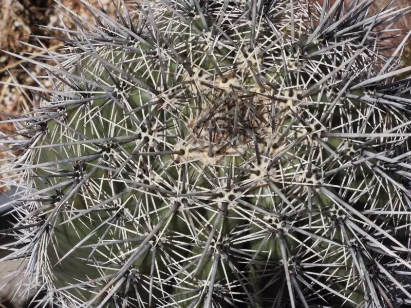 Scaled image p08.webp 