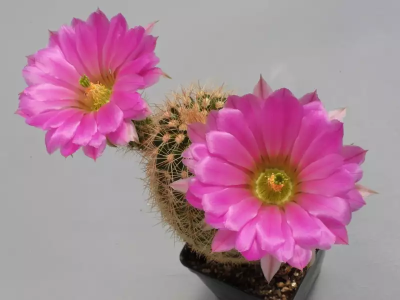 Scaled image p09.webp 