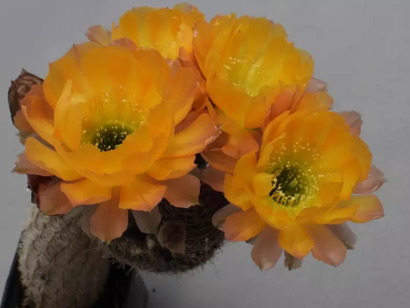 Scaled image p10.webp 