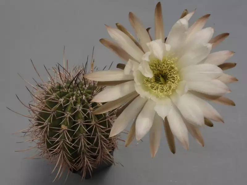 Scaled image p11.webp 