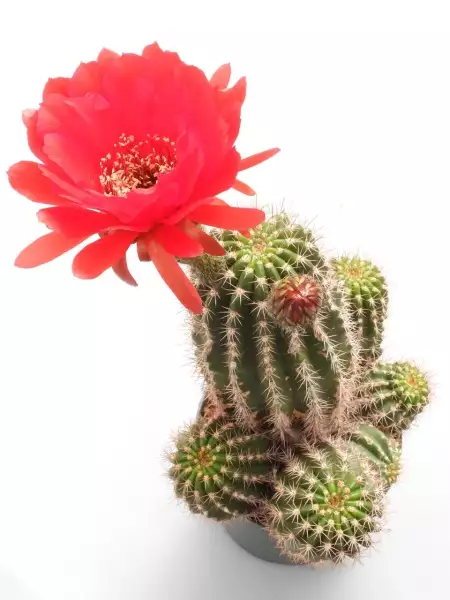 Scaled image p12.webp 