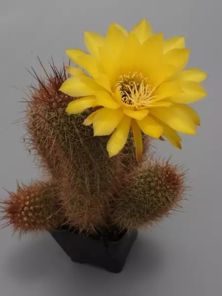 Scaled image p13.webp 