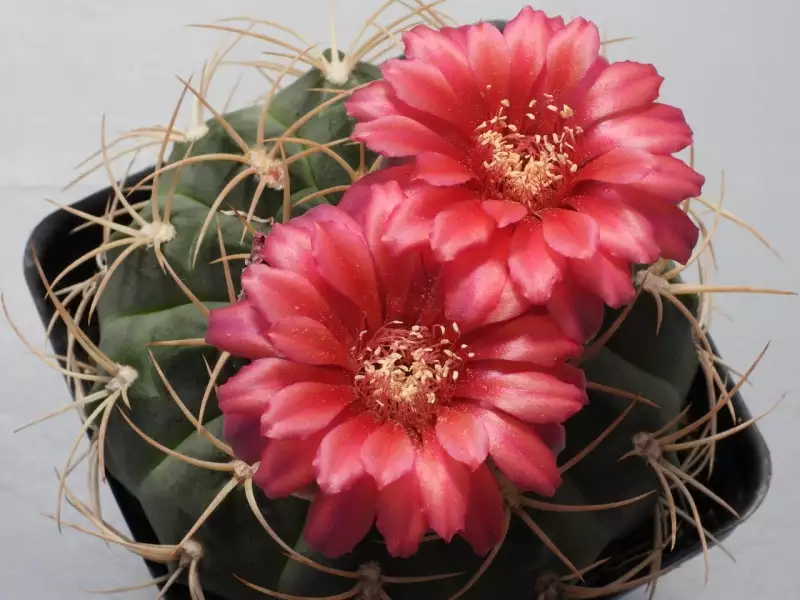 Scaled image p14.webp 