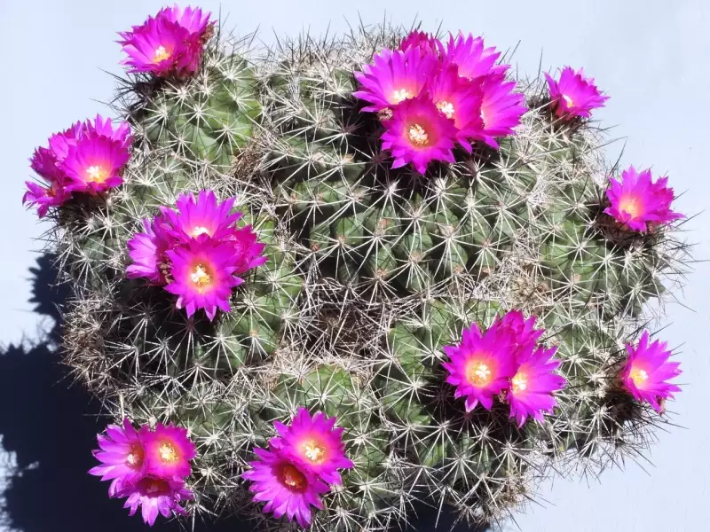 Scaled image p15.webp 