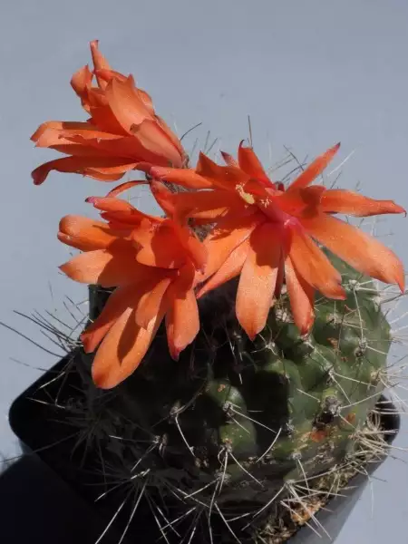 Scaled image p16.webp 