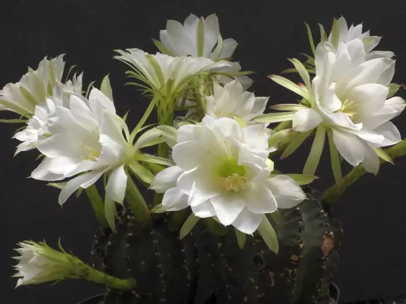 Scaled image p17_new.webp 