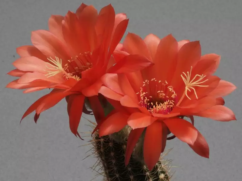 Scaled image p18.webp 