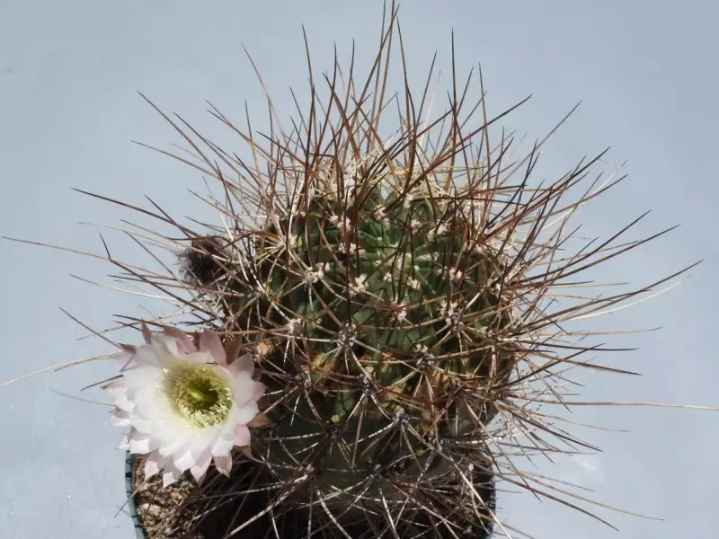 Scaled image p19.webp 