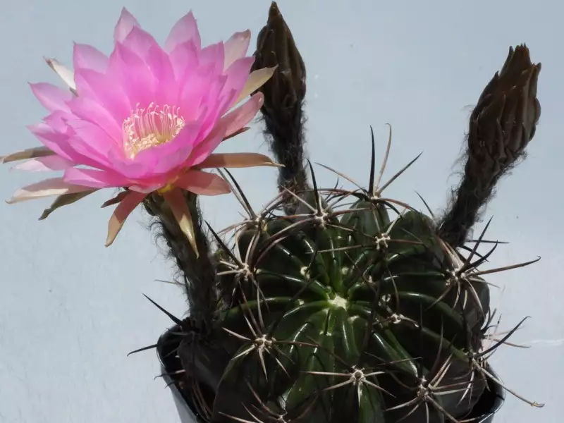 Scaled image p20.webp 