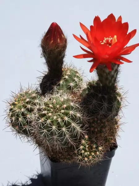 Scaled image p21.webp 