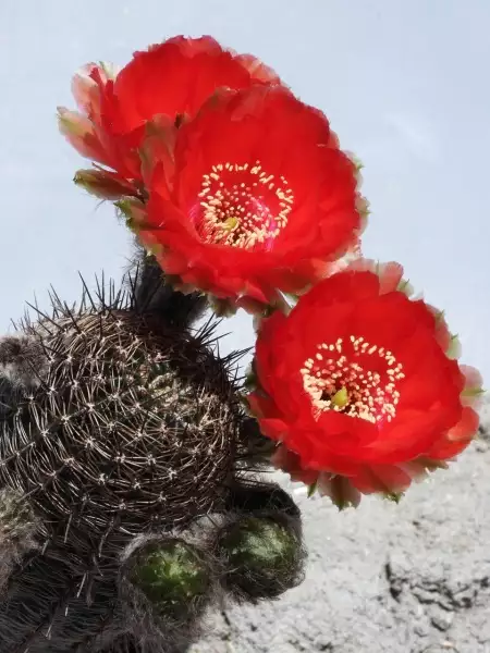 Scaled image p22.webp 