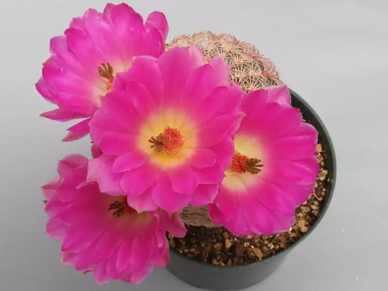 Scaled image p23.webp 