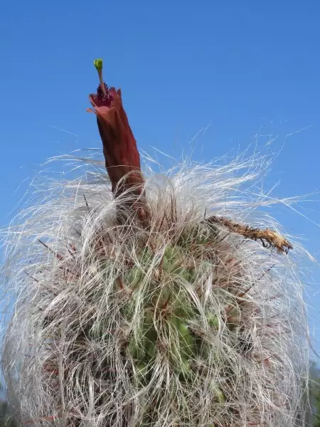 Scaled image p24.webp 