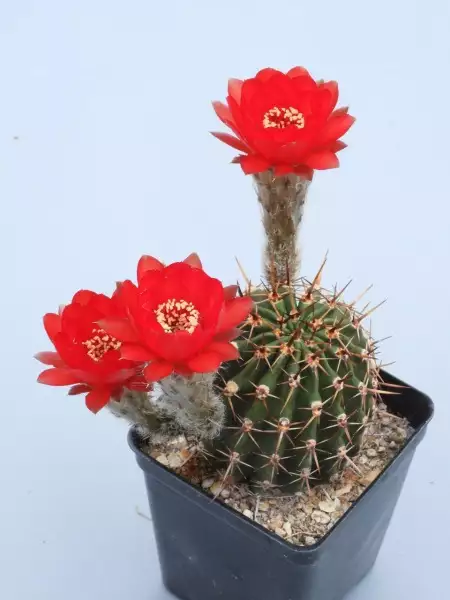 Scaled image p25.webp 