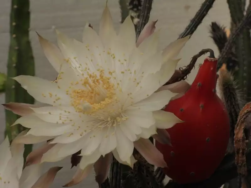 Scaled image p26.webp 