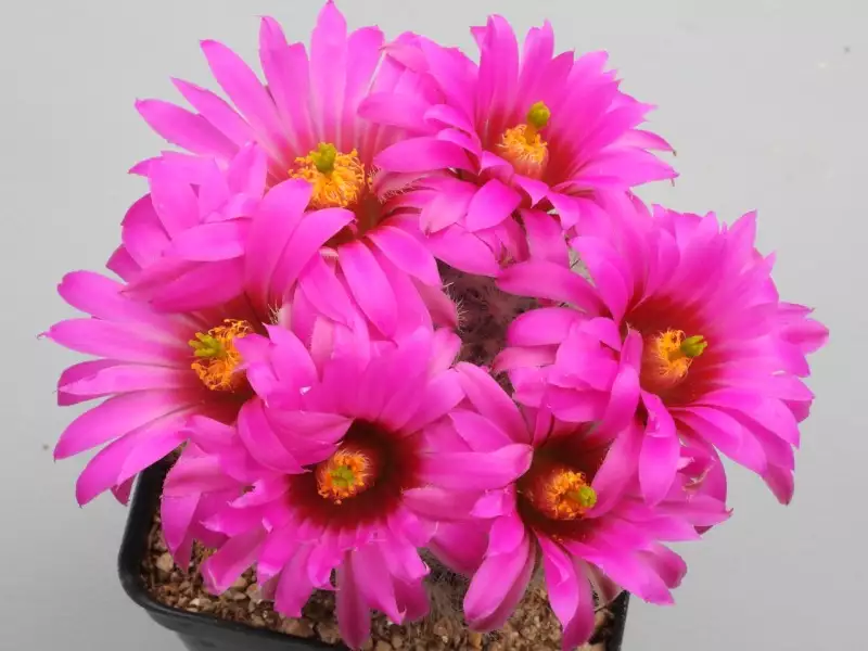 Scaled image p27.webp 