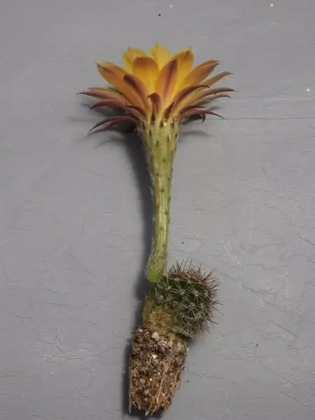 Scaled image p28.webp 