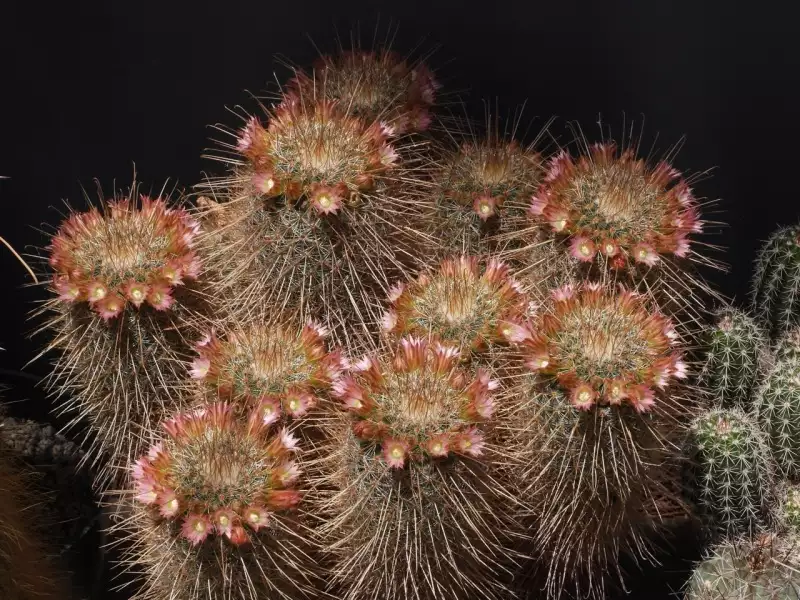 Scaled image p29.webp 