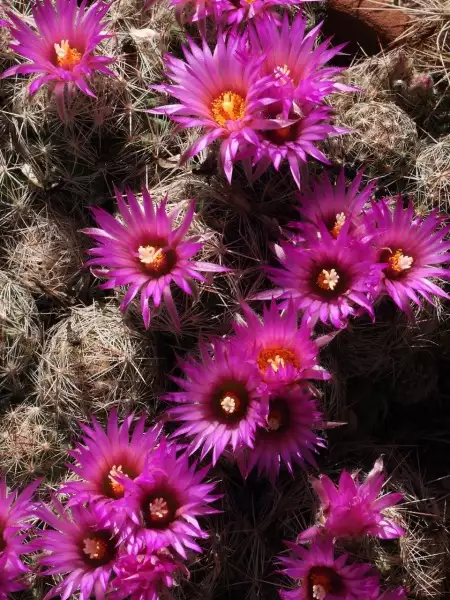 Scaled image p30.webp 