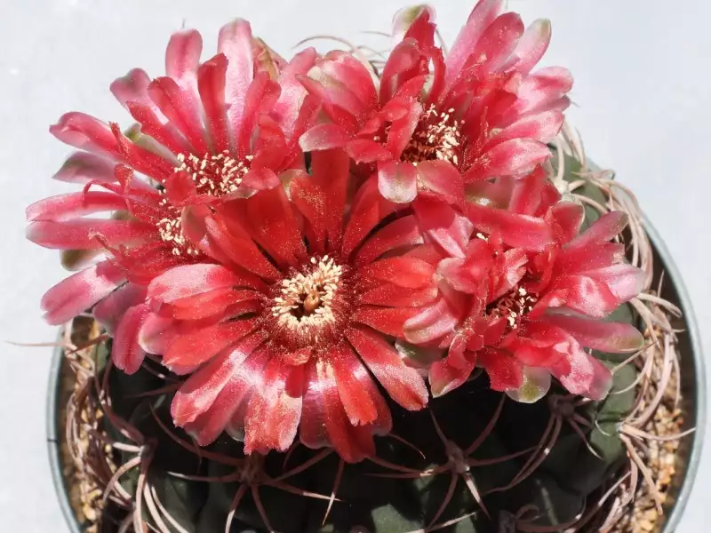 Scaled image p32.webp 