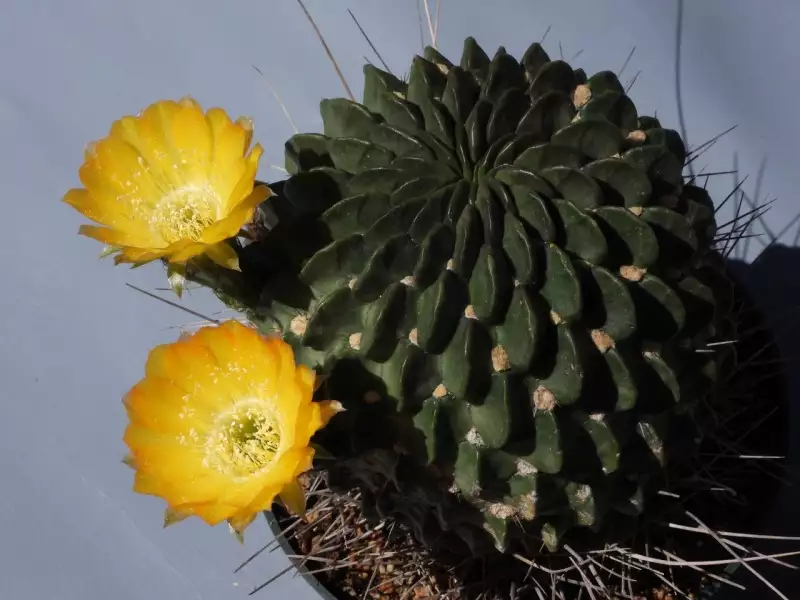 Scaled image p33.webp 