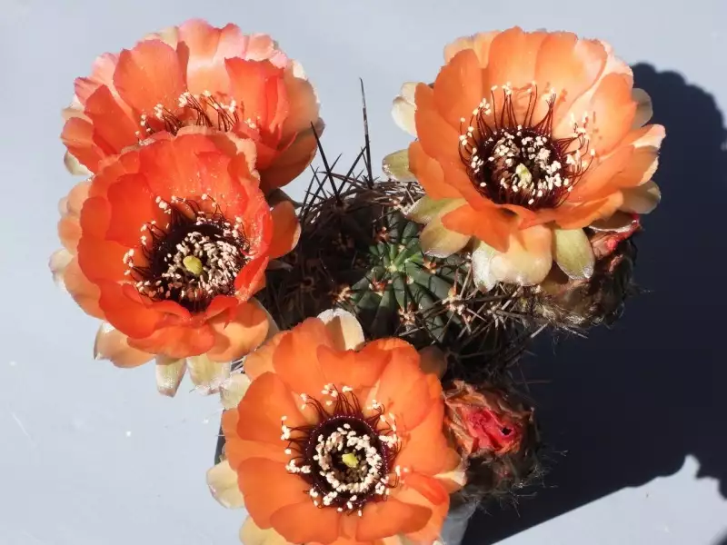 Scaled image p35.webp 