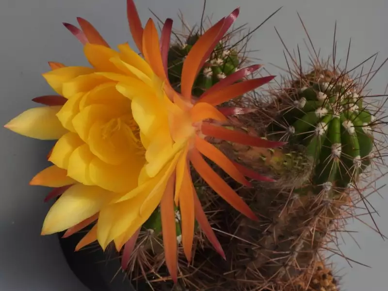 Scaled image p36.webp 