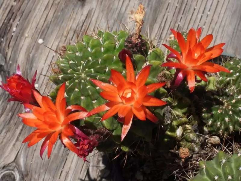 Scaled image p37.webp 