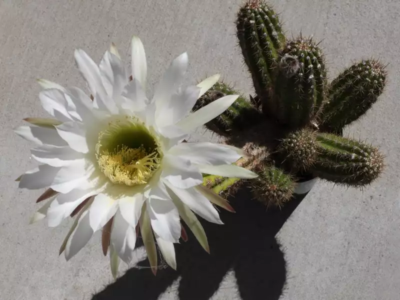 Scaled image p38.webp 