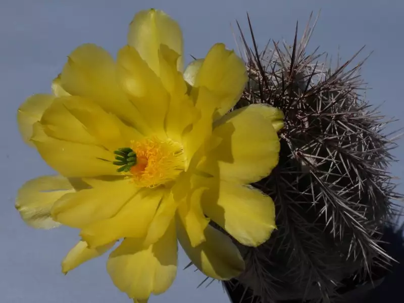 Scaled image p39.webp 