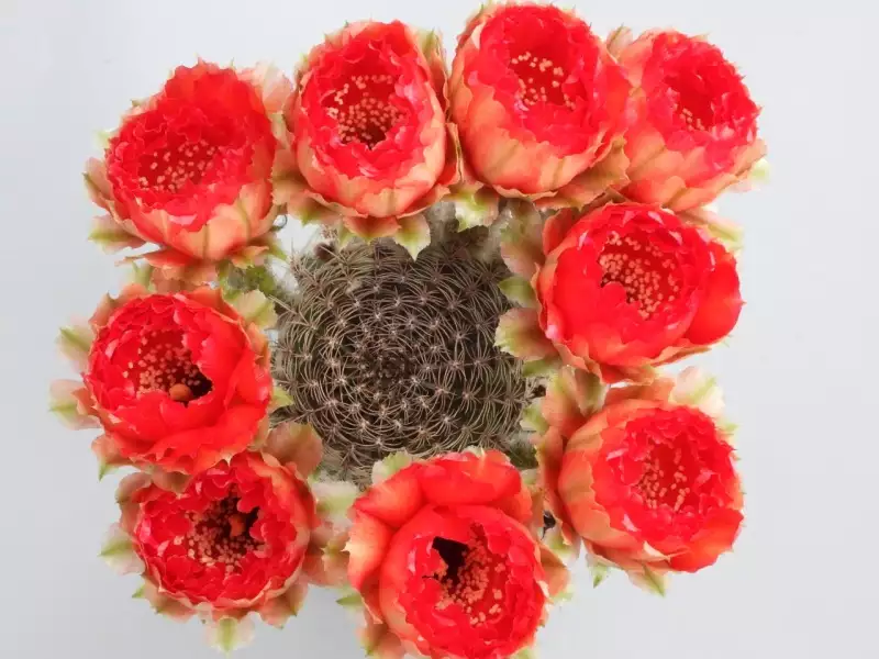 Scaled image p40.webp 