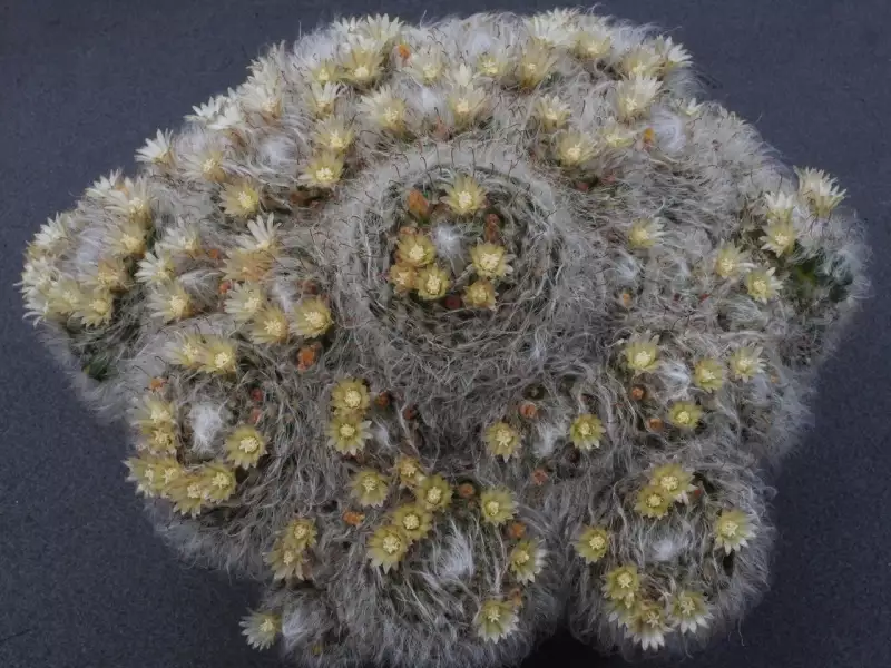 Scaled image p42.webp 