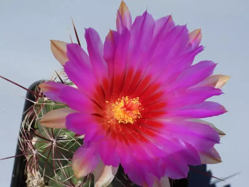 Scaled image p43.webp 