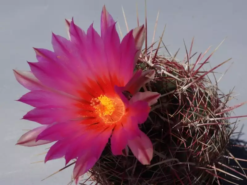 Scaled image p44.webp 